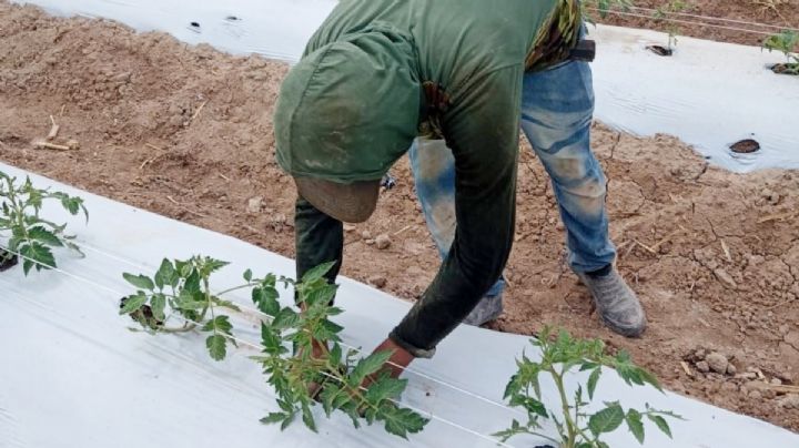 Casi 4 mil 500 jornaleros agrícolas hidalguenses trabajan en el extranjero; inician 5 denuncias por fraude