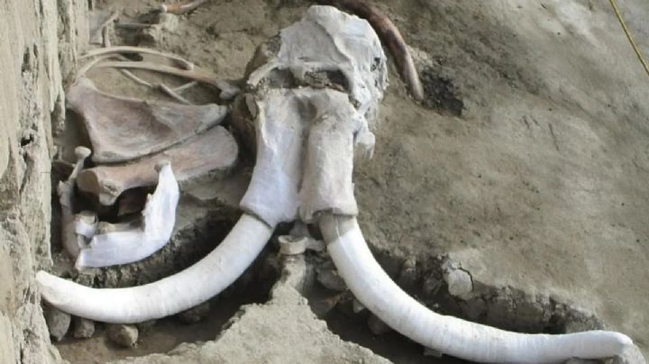 Tren México-Pachuca: descubren fósil de supuesto mamut en municipio de Hidalgo