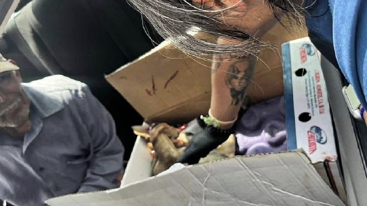 Taxista de Pachuca atropella un perro y su dueño, un abuelito, llora desconsoladamente