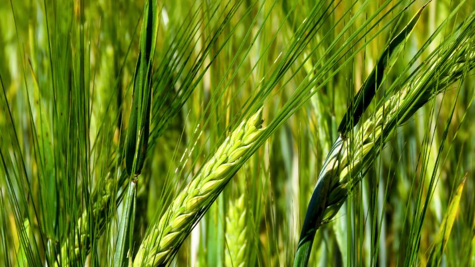 Productores de cebada y Grupo Modelo acordaron un precio de 7 mil pesos por tonelada para el ciclo 2026, esto busca apoyar a 15 mil agricultores del estado, tras Hidalgo mantiene como el principal productor nacional del grano.