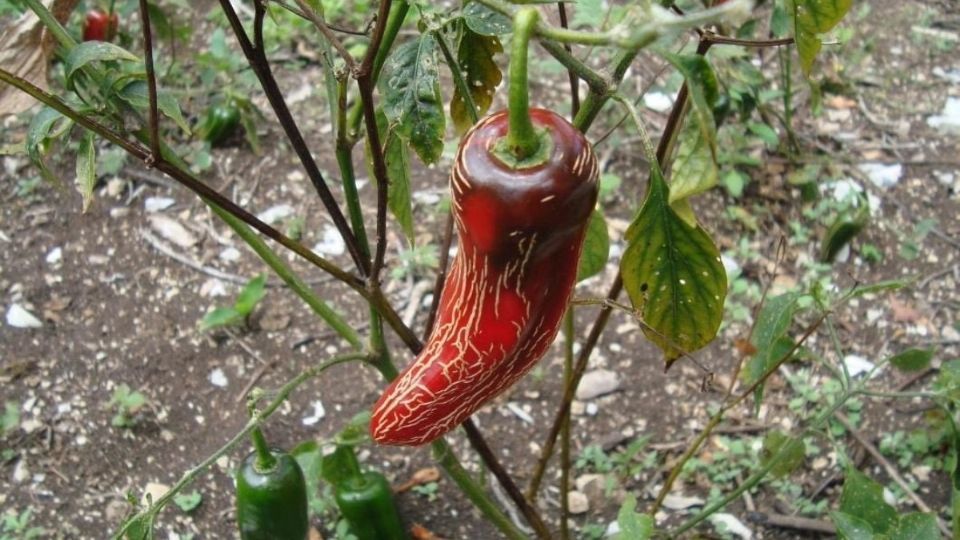 El chile rayado es una variante del jalapeño que se distingue por sus características marcas o rayas verticales
