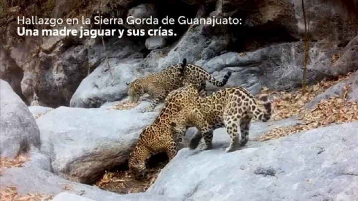 Una madre y dos cachorros de jaguar son registrados en la Sierra Gorda de Guanajuato