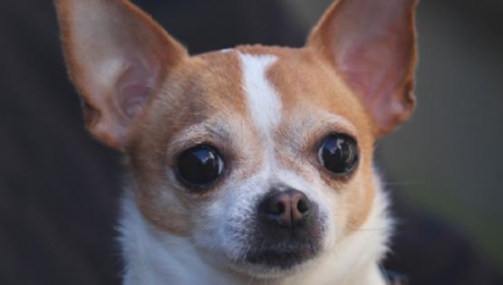 Día del Perro Chihuahua: 5 cosas que debes saber sobre esta popular raza mexicana