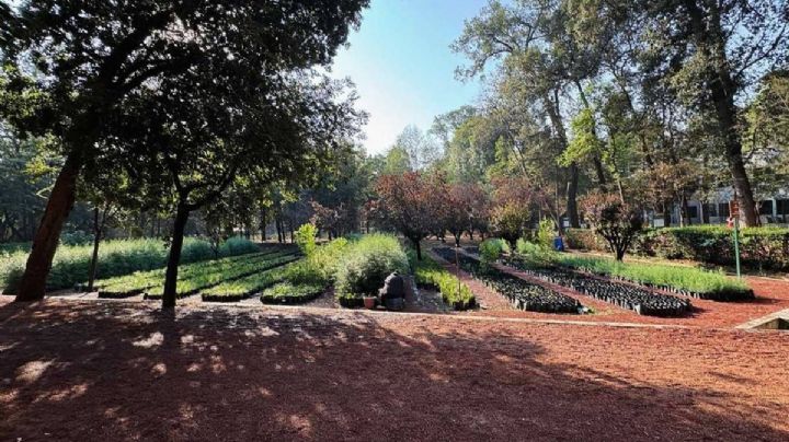 Parque Viveros de Coyoacán reabre sus puertas tras fuertes lluvias en la CDMX
