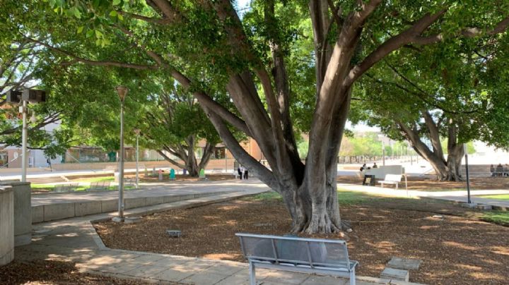 Los lugares más frescos de León: bajo la sombra de los laureles de Forum Cultura