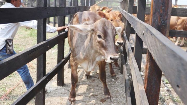 Hidalgo reporta cerca de 400 casos de gusano barrenador; dos de cada tres animales ya fueron curados