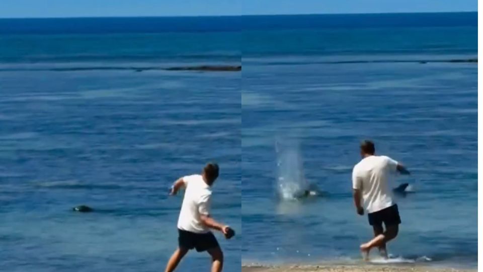 El video, grabado por Kaylee Schnitzer, de 18 años, muestra a un hombre sosteniendo lanzar una piedra descrita como “del tamaño de un coco” hacia el animal, mientras se escucha la reacción de los testigos que presenciaron el ataque.
