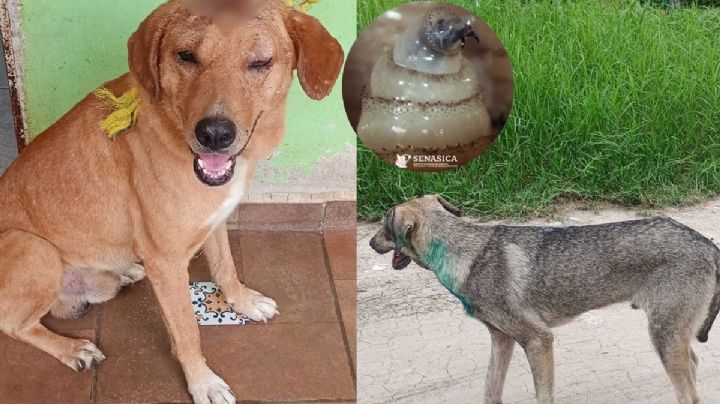 Gusano barrenador en Poza Rica y Papantla: Patitas Papantecas alerta por casos en perros