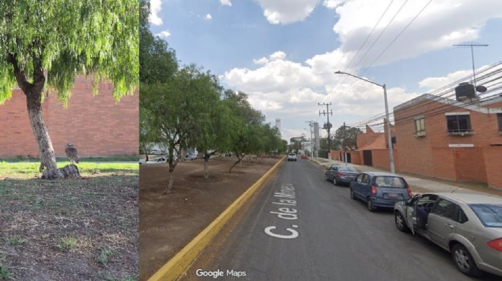 Vecinos de Pachuca alertan tala de árboles para ampliar acceso a nuevo complejo gubernamental