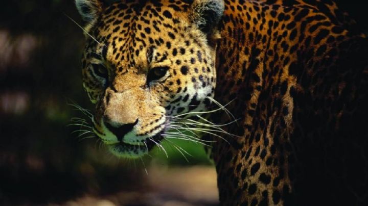 ¡Es sagrado! Comunidades rurales de Guanajuato cuidan y protegen al jaguar