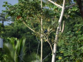 Los bosques de Costa Rica volvieron a “cantar” tras décadas de deforestación