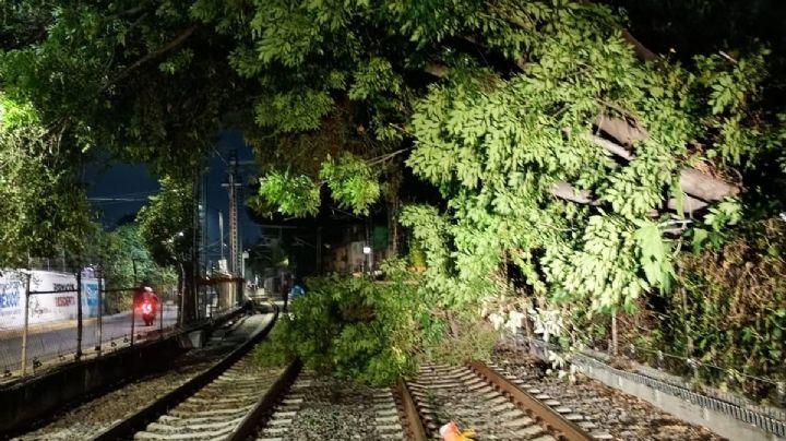 Tren Ligero CDMX opera de forma provisional tras caída de árbol en vías