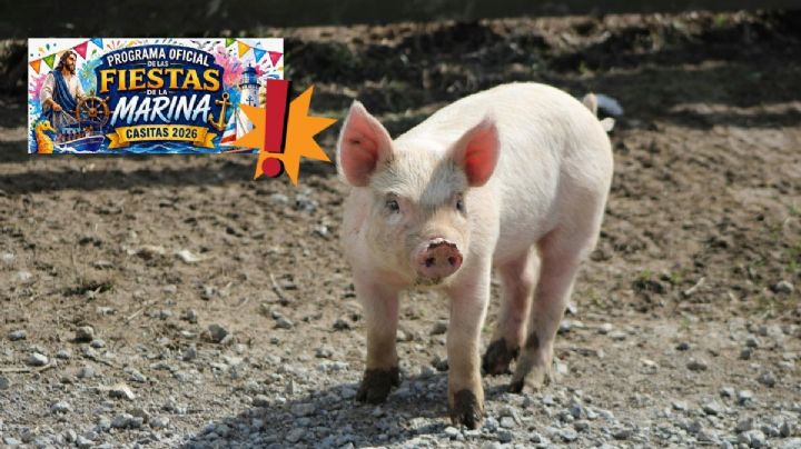 Tras petición de animalistas, cancelan el "puerco encebado" en Tecolutla