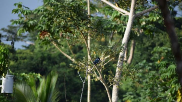 Los bosques de Costa Rica volvieron a “cantar” tras décadas de deforestación