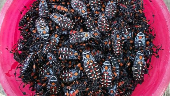 ¿Te comerías un taquito de chinches? Son deliciosas y se comen en este pueblo de Guanajuato