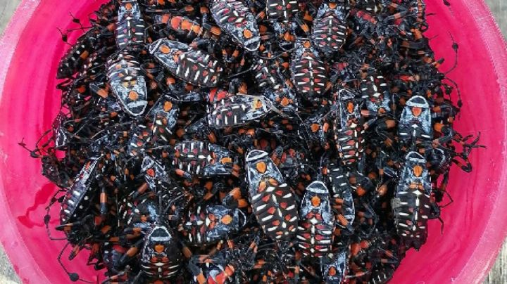 ¿Te comerías un taquito de chinches? Son deliciosas y se comen en este pueblo de Guanajuato