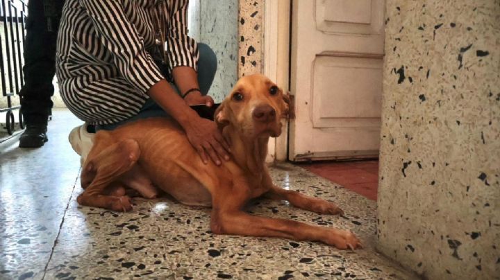 Rescatan a 3 perritos víctimas de maltrato en esta colonia del puerto de Veracruz