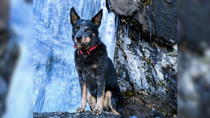 Reconocen a Ziggy, perrita rescatista de la Cruz Roja Mexicana en Xalapa que cumplió 9 años