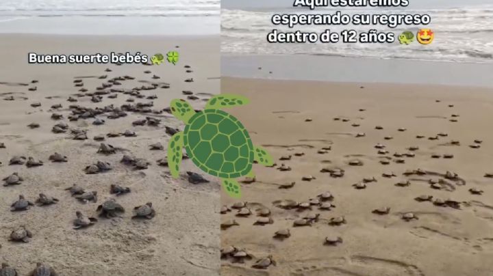 Vídeo: nacen 809 tortugas en playas de Tecolutla, al norte de Veracruz