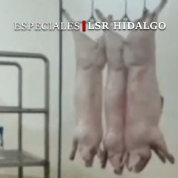 De proyecto millonario a horror sanitario, videos revelan crueldad animal en rastro de Pachuca