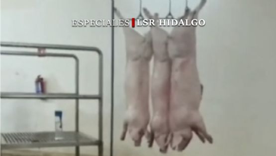 De proyecto millonario a horror sanitario, videos revelan crueldad animal en rastro de Pachuca