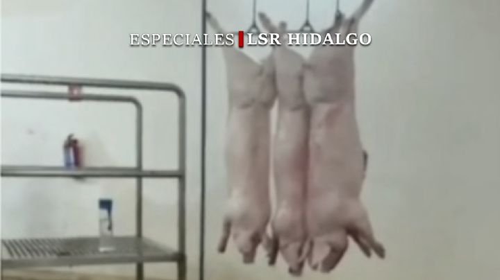 De proyecto millonario a horror sanitario, videos revelan crueldad animal en rastro de Pachuca