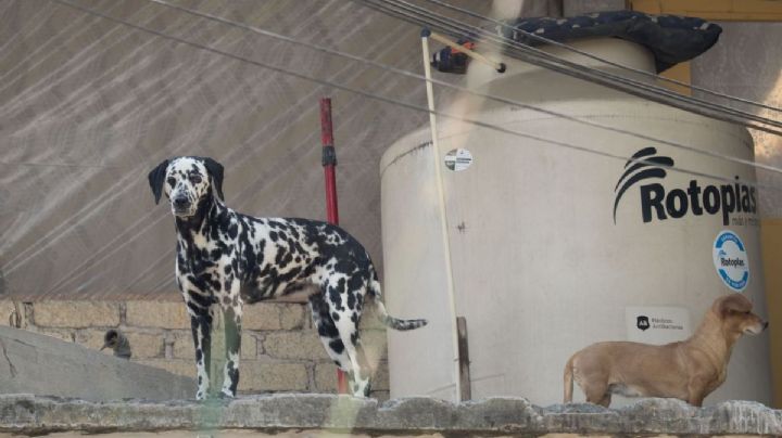 Diputados de Veracruz proponen 6 años de cárcel para quien maltrate animales