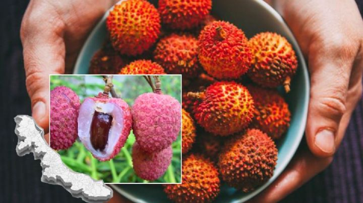 Veracruz, primer lugar nacional productor de litchi; los 5 municipios donde más abunda