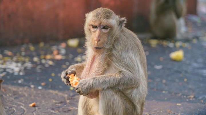 ¿La crisis del ébola empezó con la muerte de 43 chimpancés en una semana de 1994?