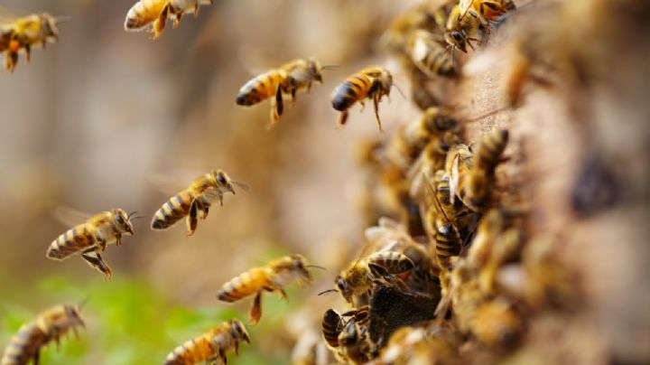 Abejas, economía y el futuro del mundo