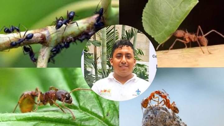 Estudiante UV desarrolla biofertilizante a partir de hormigas arrieras