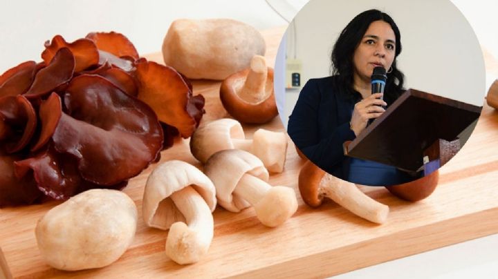 Hongos pueden ser aliados para la medicina moderna