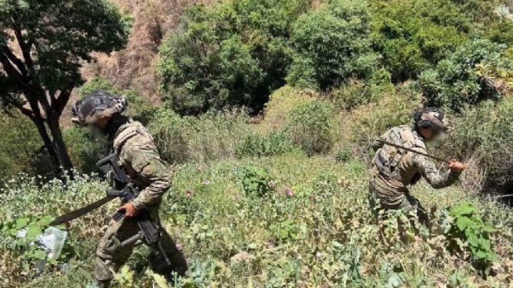 Marina destruye más de 3 millones de plantas de amapola ligadas al CJNG en Nayarit