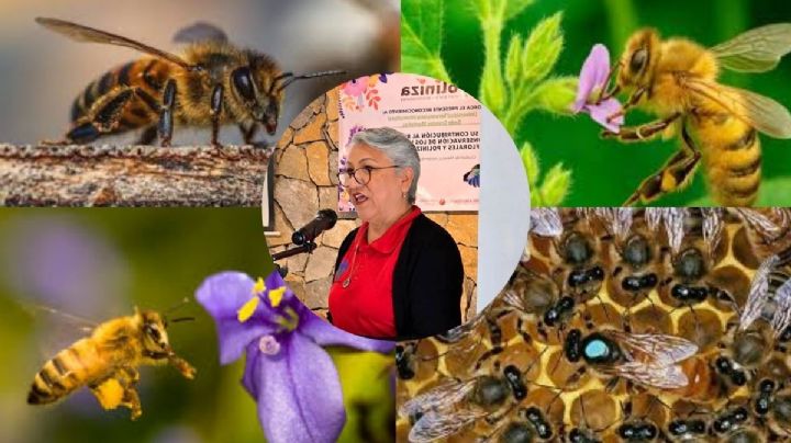 Abejas nativas, aliadas de la biodiversidad y la salud en México