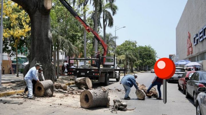 Por esta razón talaron emblemático árbol de Ceiba en Díaz Mirón del puerto de Veracruz