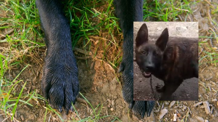 Lidia pide justicia por su perro Tobi; acusa que fue ahorcado por su vecino en Soledad de Doblado