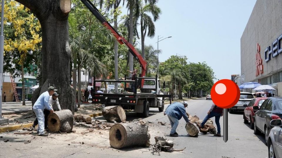 Por esta razón talaron emblemático árbol de Ceiba en Díaz Mirón del puerto de Veracruz