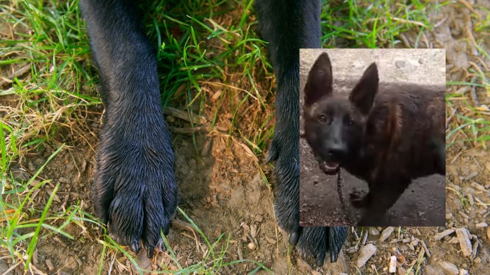 Lidia pide justicia por su perro Tobi; acusa que fue ahorcado por su vecino en Soledad de Doblado