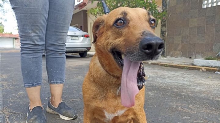 Perros caramelo en Veracruz: los mestizos que deambulan en espera de cariño y un hogar
