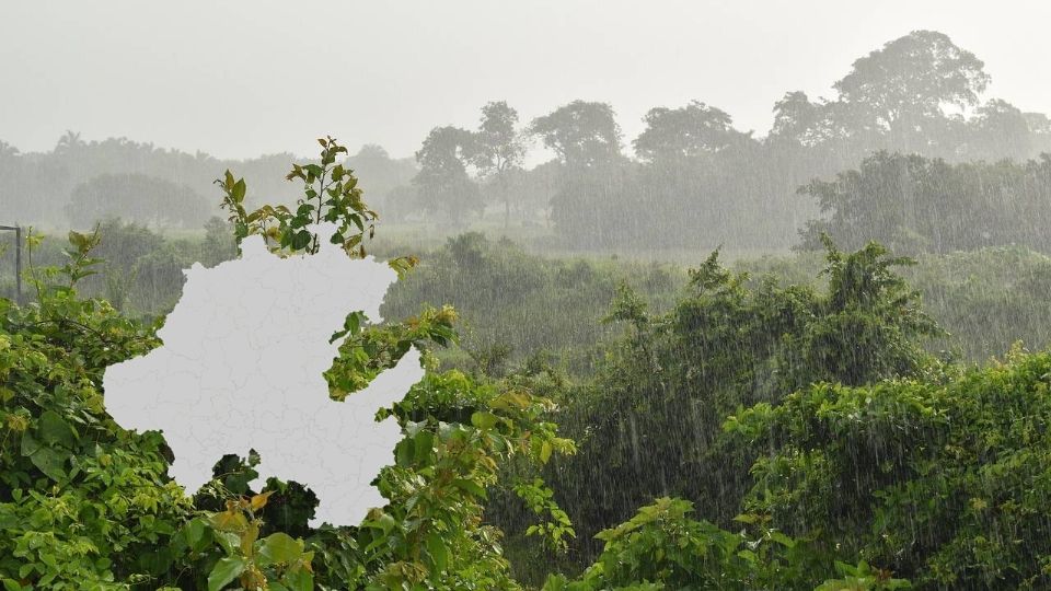 Las lluvias hicieron crecer mucha vegetación