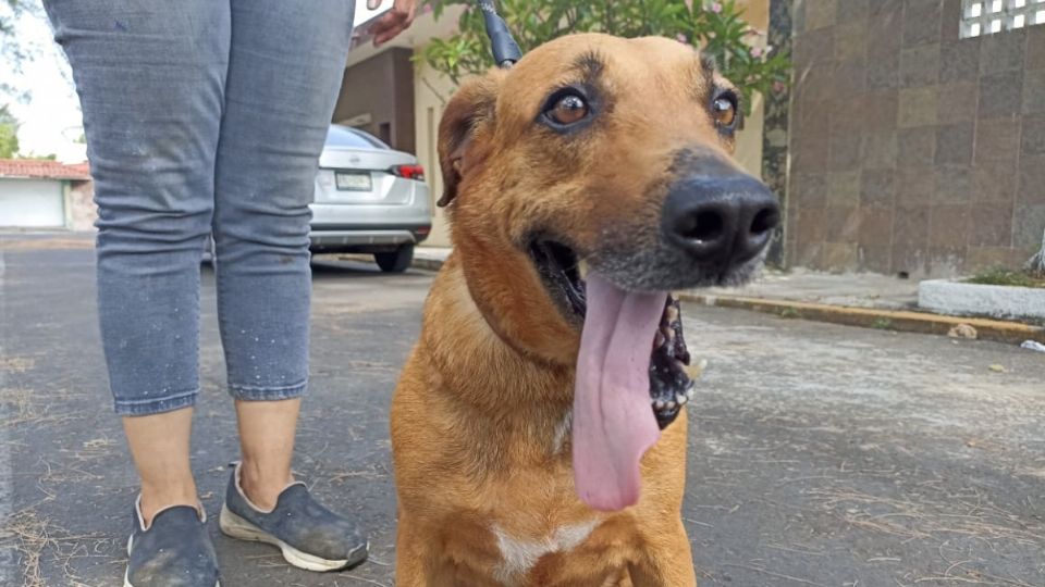 Perros caramelo en Veracruz: los mestizos que deambulan en espera de cariño y un hogar
