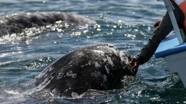 Puerto de Loreto: así se frenó el decreto que ponía en riesgo ecosistema de ballenas