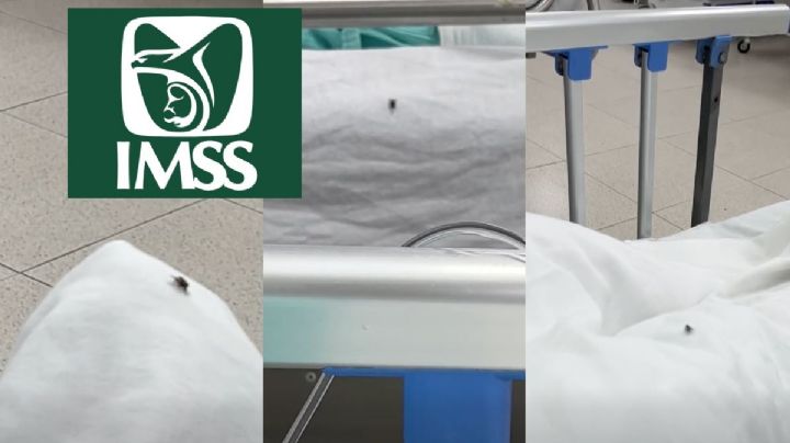 Esto respondió el IMSS de Coatzacoalcos por moscas en área de urgencias