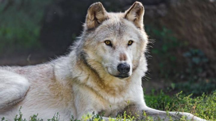 Otro descuido en el Zoológico de León: fallece loba canadiense