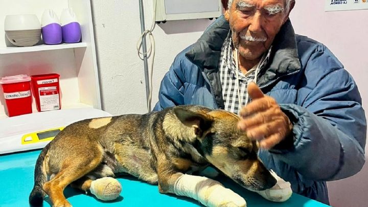 ¿Recuerdas a Maylo, el perrito de don Felipe que fue atropellado? Está grave otra vez