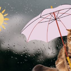 Se acerca Frente frío 48: Domingo de lloviznas y ambiente fresco en Pachuca