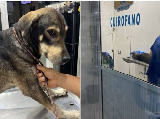 Exigen justicia por perrito castrado con machete por su dueño