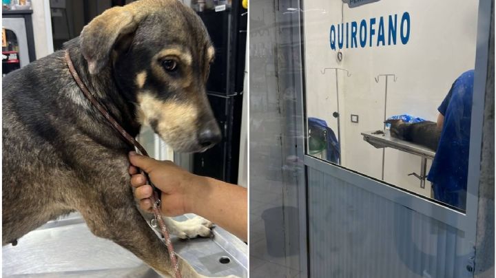 Exigen justicia por perrito castrado con machete por su dueño