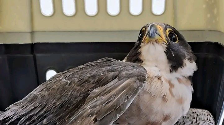 Fauna silvestre en Pachuca: Rescatan a halcón y lo trasladan a clínica especializada