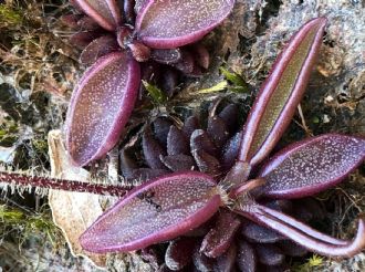 Descubren planta carnívora en Hidalgo; hay 10 especies locales